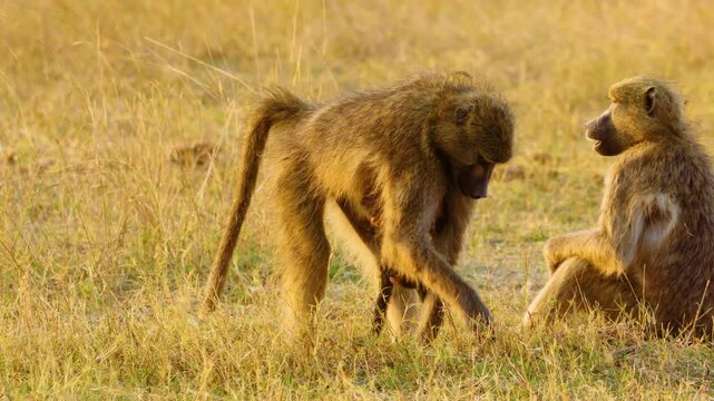A Baboon couple with an infant sticking to her mother's body for breastfeeding, khwai Moremi Game Reserve, African Wildlife 