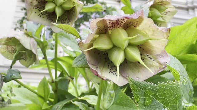 Macro shot of a green hellebore swaying in the wind