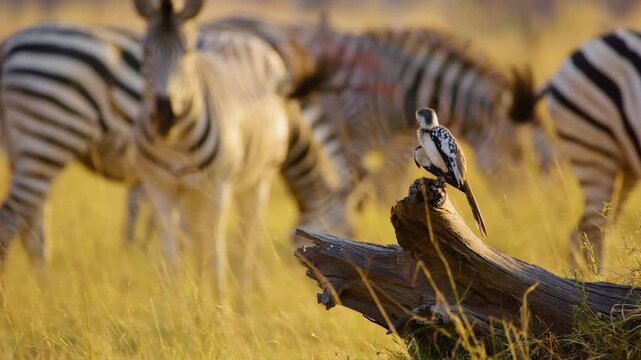 Footage of a northern red-billed hornbill (Tockus erythrorhynchus)  in front of a herd of Zebras in Moremi Game Reserve, South Africa 