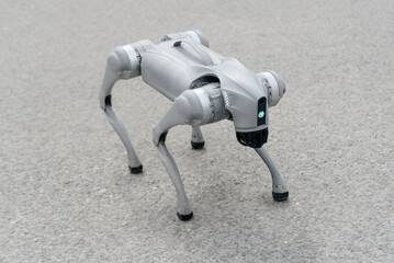 grey robot dog in city street, entertainment for kids, amusement, modern robotic technology © Anton Pentegov