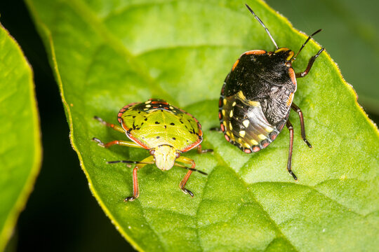 Close up of Nezara viridula, commonly known as the southern green stink bug (USA), southern green shield bug (UK) or green vegetable bug (Australia and New Zealand), which is a plant-feeding stink bug