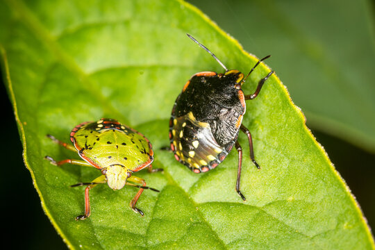 Close up of Nezara viridula, commonly known as the southern green stink bug (USA), southern green shield bug (UK) or green vegetable bug (Australia and New Zealand), which is a plant-feeding stink bug