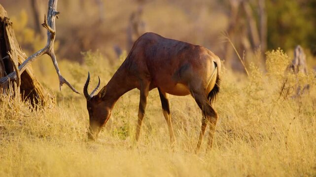 Close up of a common tsessebe or sassaby (Damaliscus lunatus lunatus) grazing in Savanna of Moremi Game Reserve of South africa.