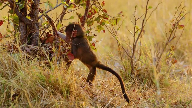 An infant baby baboon trying to climb a small tree in Khwai Moremi Game Reserve, South African wildlife. 