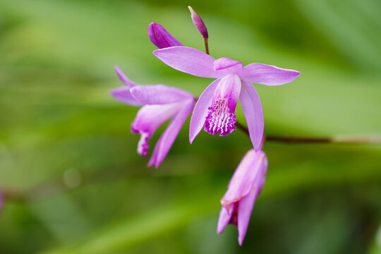 美しい紫蘭の花