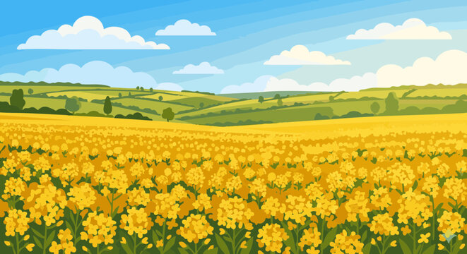 Sunlit field of wild mustard flowers under a blue sky  