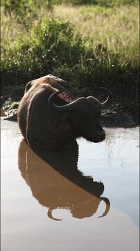 African buffalo bull wallowing in muddy water at sunset in African wildlife reserve, flies swarming around massive animal during golden hour safari scene in natural savanna habitat, cinematic nature