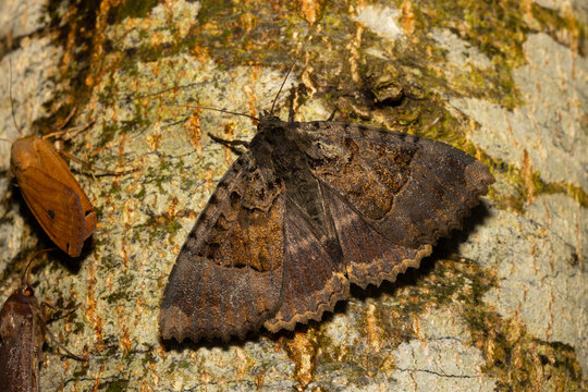 Black Underwing Moth on a Tree Trunk at Nightime. England, UK.