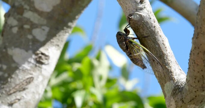 蝉(クマゼミ)が鳴いている4K動画、集音マイクで収録