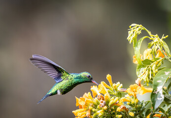 Esmeralda Piquiroja - Red-billed Emerald - Chlorostilbon gibsoni (CE) © AndresCastillo