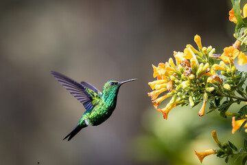 Esmeralda Piquiroja - Red-billed Emerald - Chlorostilbon gibsoni (CE) © AndresCastillo