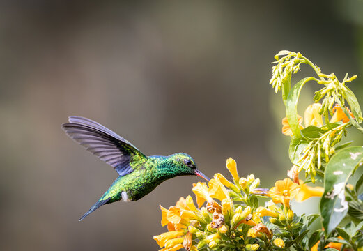 Esmeralda Piquiroja - Red-billed Emerald - Chlorostilbon gibsoni (CE)