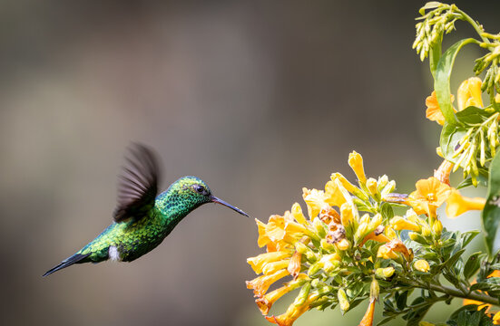 Esmeralda Piquiroja - Red-billed Emerald - Chlorostilbon gibsoni (CE)