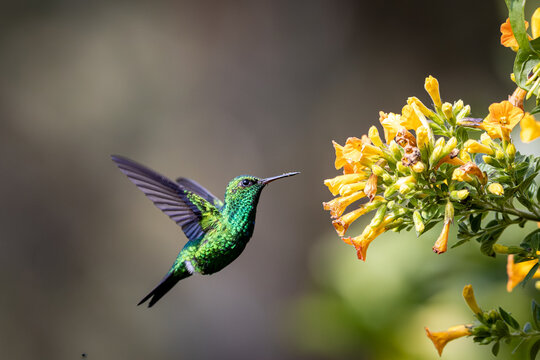 Esmeralda Piquiroja - Red-billed Emerald - Chlorostilbon gibsoni (CE)