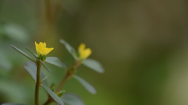 Purslane or Portulaca oleracea branch flowers and green leaves on natural background.