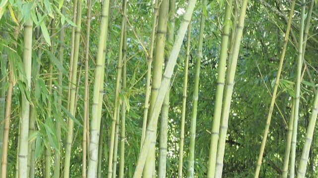 A serene bamboo grove in garden, showcasing lush green stems and foliage, creating a peaceful and zen-like atmosphere