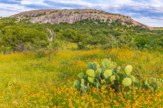 Field of yellow wildflowers and prickly pear cactus with Enchanted Rock granite dome in Texas Hill Country.