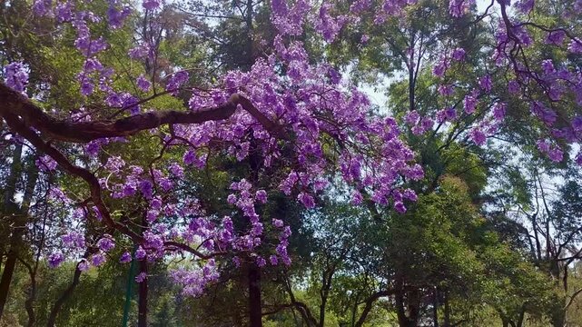 Flowers of a jacaranda tree moving in the wind on a sunny day