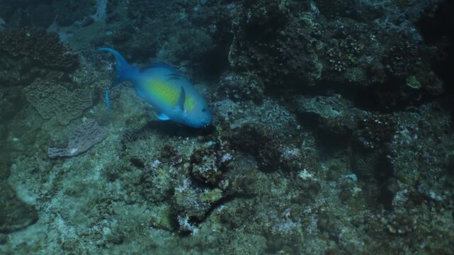 Colorful parrotfish swimming above vibrant coral reef in clear tropical ocean water, cinematic underwater marine life scene with exotic fish gliding through healthy coral ecosystem habitat