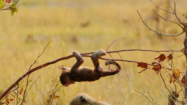 Baby chacma baboon playing in a tree in kruger park.