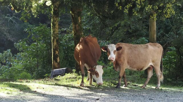 Cow on lawn. Cow grazing on green meadow. Holstein cow. Eco farming. Cows in a mountain field. Cows on a summer pasture. Idyllic landscape with herd of cow grazing on green field with fresh grass.
