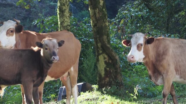 Cow on lawn. Cow grazing on green meadow. Holstein cow. Eco farming. Cows in a mountain field. Cows on a summer pasture. Idyllic landscape with herd of cow grazing on green field with fresh grass.