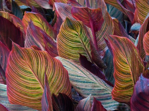 colorful canna lily leaves in horizontal format