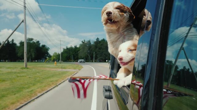 Two fluffy brown and white puppies looking out car window while driving on rural road holding small american flag in mouth during summer travel adventure cinematic slow motion footage of cute dogs.