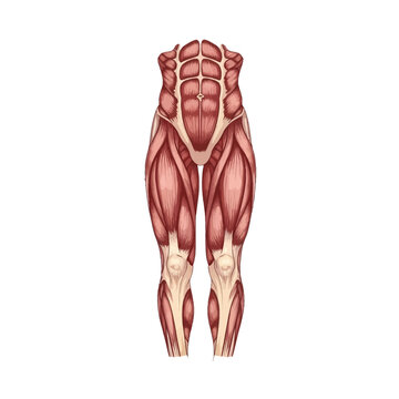 Detailed medical illustration of human torso and leg musculature, featuring the rectus abdominis, obliques, quadriceps femoris, sartorius, and patellar tendon on a white background.