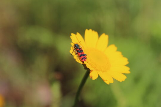 checkered beetle Trichodes alvearius on Bright Yellow Daisy in Nature