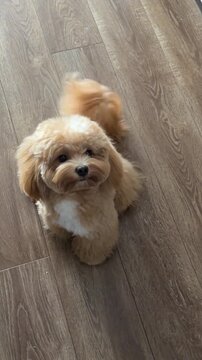Cute small beige dog sitting on wooden floor