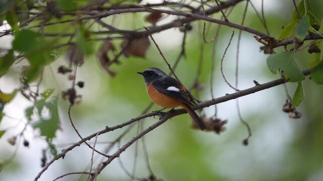 Colorful male Daurian redstart bird perching quietly on a tree branch among green leaves in its natural forest habitat with a beautiful bokeh background.