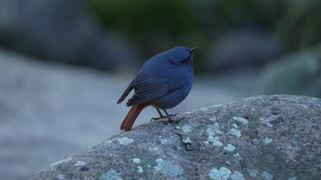 Close up shot of a male plumbeous water redstart bird perched on a grey lichen covered rock against a smooth blurred natural background.
