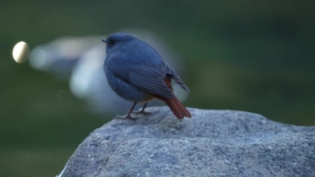 Detailed close up of a male plumbeous water redstart bird perched gracefully on a textured river rock against a smooth dark blurred background.