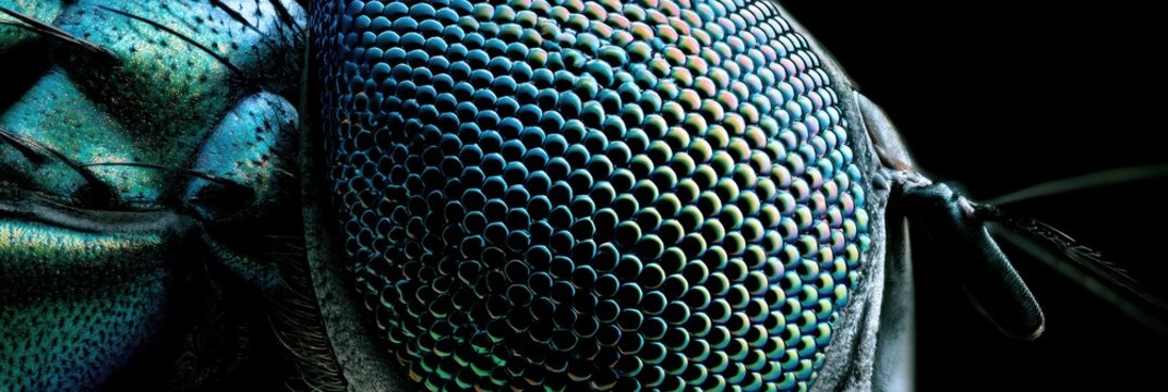 Hexagonal lens array of insects compound eye reveals vibrant blue and green colors under dramatic lighting against a dark backdrop.