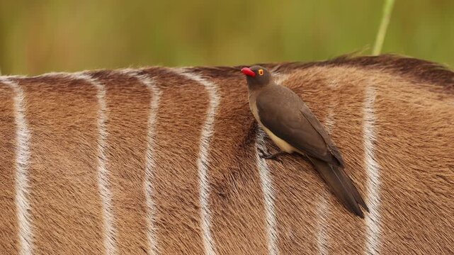 Close up of red billed oxpecker eating parasites from greater kudu antelope in African savanna, detailed wildlife interaction between bird and mammal in natural safari reserve habitat