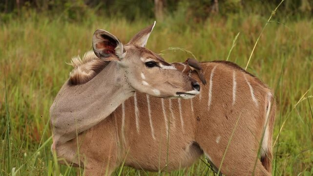 Greater kudu standing in African savanna with oxpecker birds perched on its body, detailed wildlife interaction scene showing natural symbiosis in open grassland habitat under soft daylight