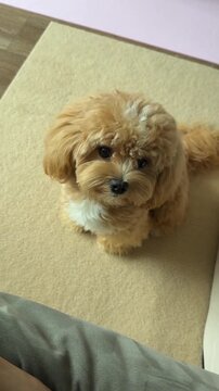 Cute small tan dog standing on a beige carpet