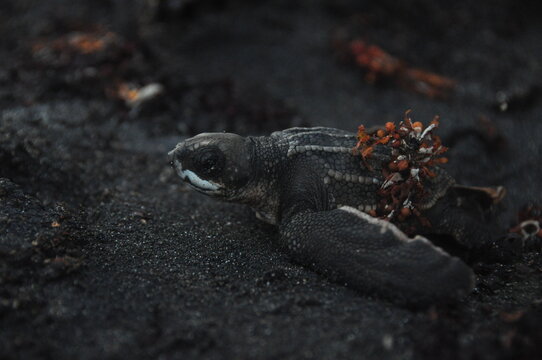 juvenile leatherback turtle on the beach.