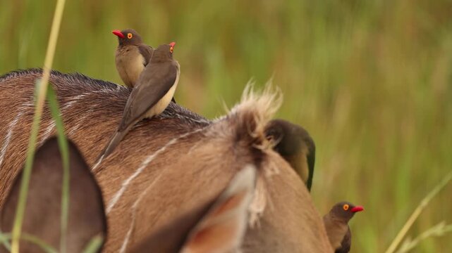 Greater kudu standing in African savanna with oxpecker birds perched on its body, detailed wildlife interaction scene showing natural symbiosis in open grassland habitat under soft daylight
