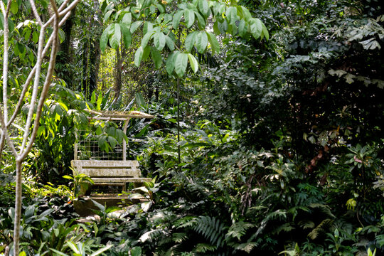An old mossy bench almost hidden by dense tropical plants and ferns inside Bogor Botanical Garden, West Java, Indonesia.