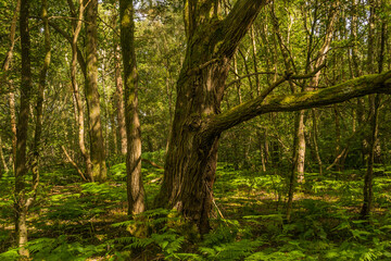 Fototapeta premium Ancient woodland scene featuring a magnificent gnarled and twisted old tree with a sweeping moss-covered branch, surrounded by a lush carpet of bright green ferns covering the forest floor