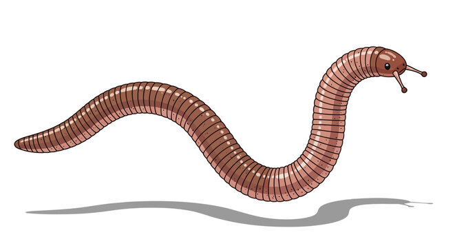 Illustration of a brown earthworm crawling.