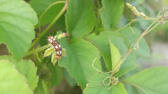 Thyrassia caterpillar with black and white spotted back on bush, is a genus of Zygaenidae moths (subfamily Procridinae)