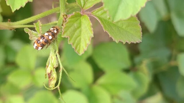 Fauna world, cute black and white striped spider (cosmophasis sp) on a bush leaf, a species of spider belonging to the Salticidae family. This species is also part of the genus Cosmophasis and the ord