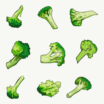 reen broccoli vector illustration set, hand drawn fresh organic vegetable elements in various pieces and slices isolated on white background.