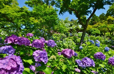 Obraz premium 紫陽花につつまれた長谷山 本土寺