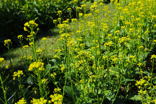 Yellow flowers of Chinese cabbage blooming in a field.