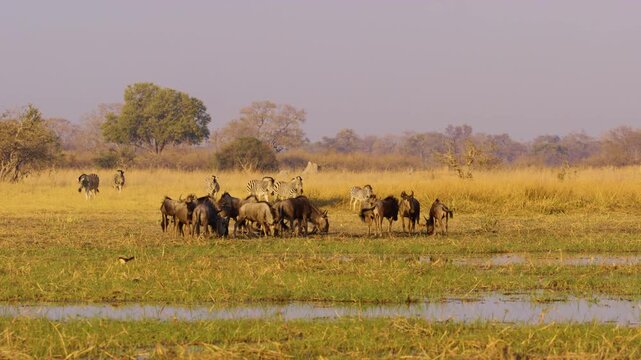 A herd of wildebeests and zebras grazing in Savanna of Moremi Game Reserve.