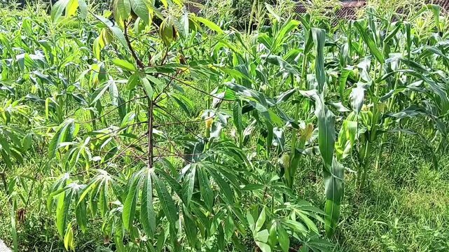 Green corn stalks stand beside a tall cassava shrub displaying palmate leaves in a dense agricultural field. The ground is covered by low-lying grass under bright natural daylight.
